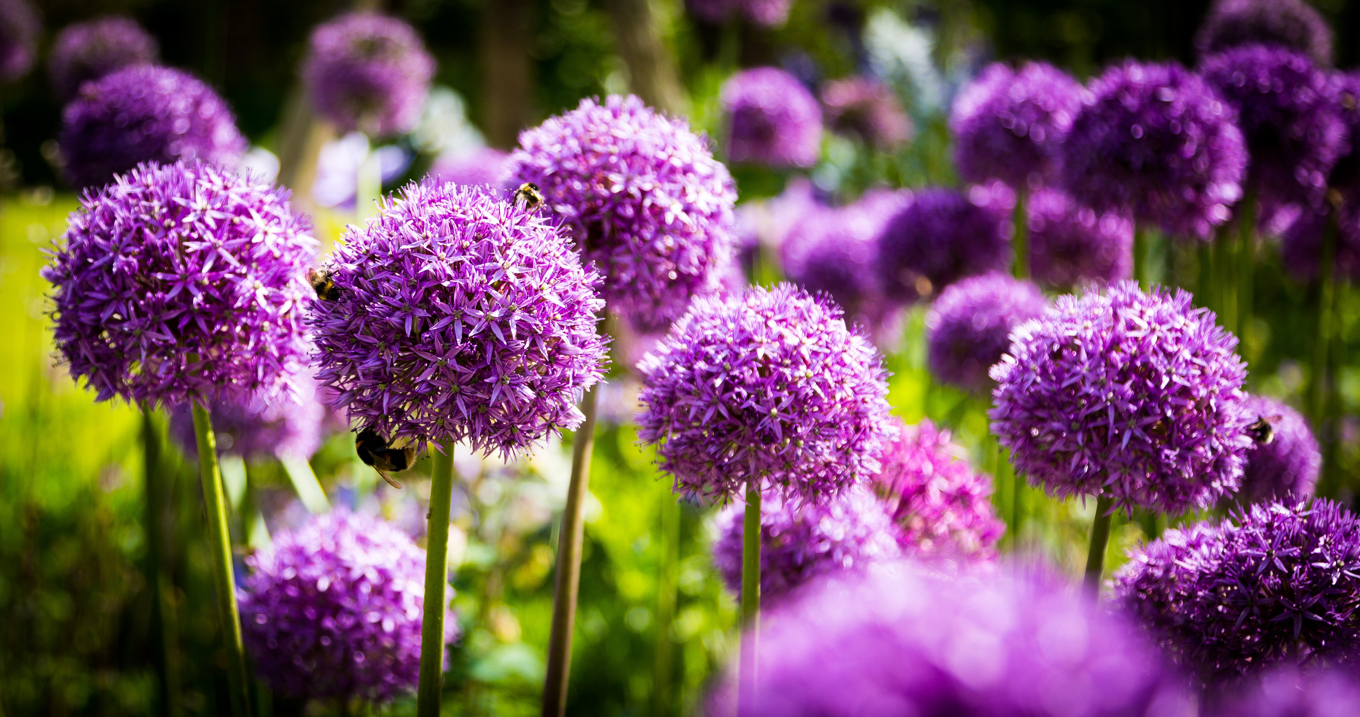 Allium & Prydløg
